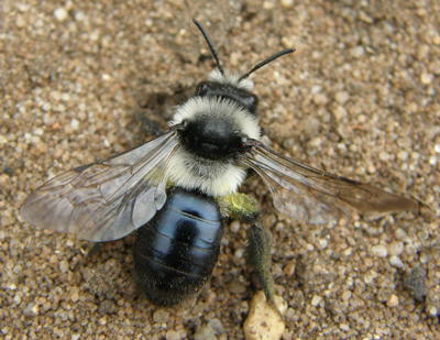 Ashy mining-bee female - Andrena cineraria identification. Photo: Steven Falk