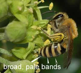 Colletes hederae identification